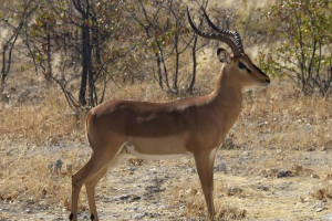 Blackwood impala: як навчитися повісити над землею? Blackwood impala: як навчитися повісити над землею?